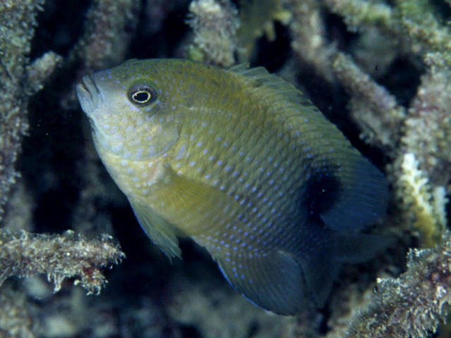 Stegastes punctatus